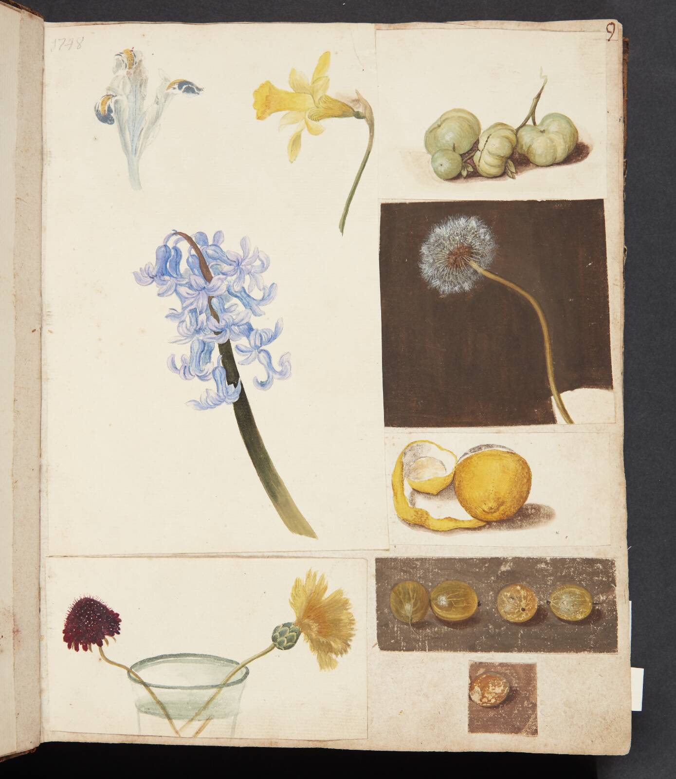 Studie af blomster, frugter og grønne tomater, by Johanna Fosie, 1748