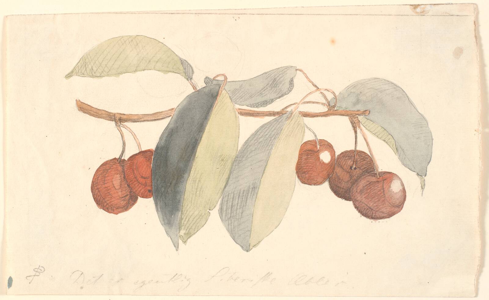 En gren med paradisæbler., P.C. Skovgaard, 1817-1875