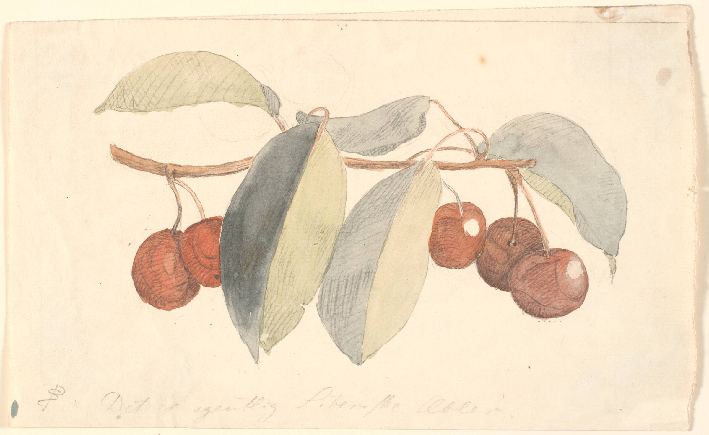 En gren med paradisæbler., P.C. Skovgaard, 1817-1875