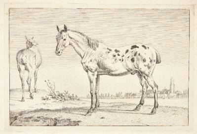 Kupperet hest