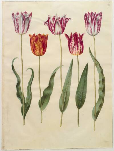 Tulipa gesneriana (have-tulipan)