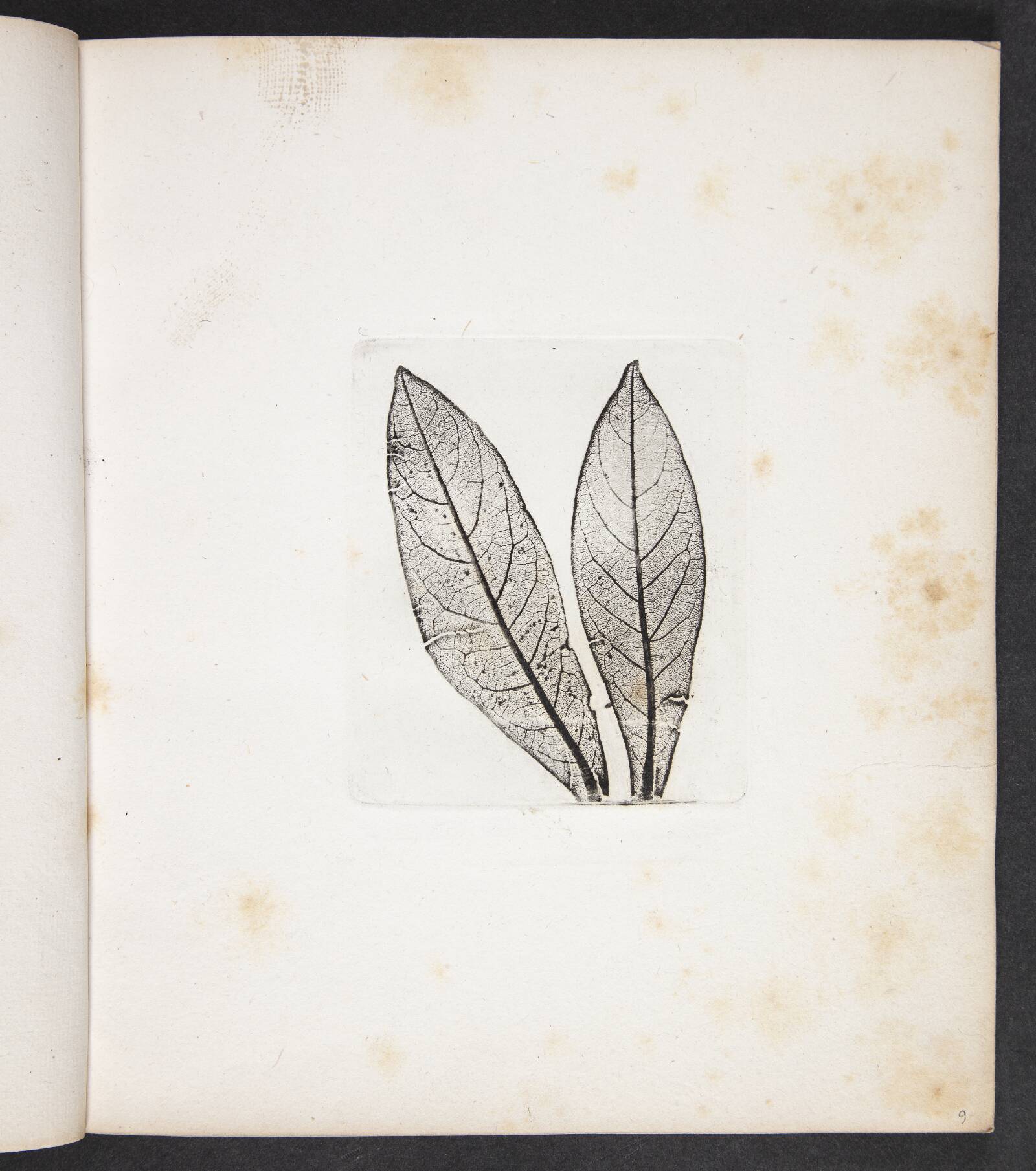 Aftryk af laurbærblade, Peter Larsen Kyhl, 1833
