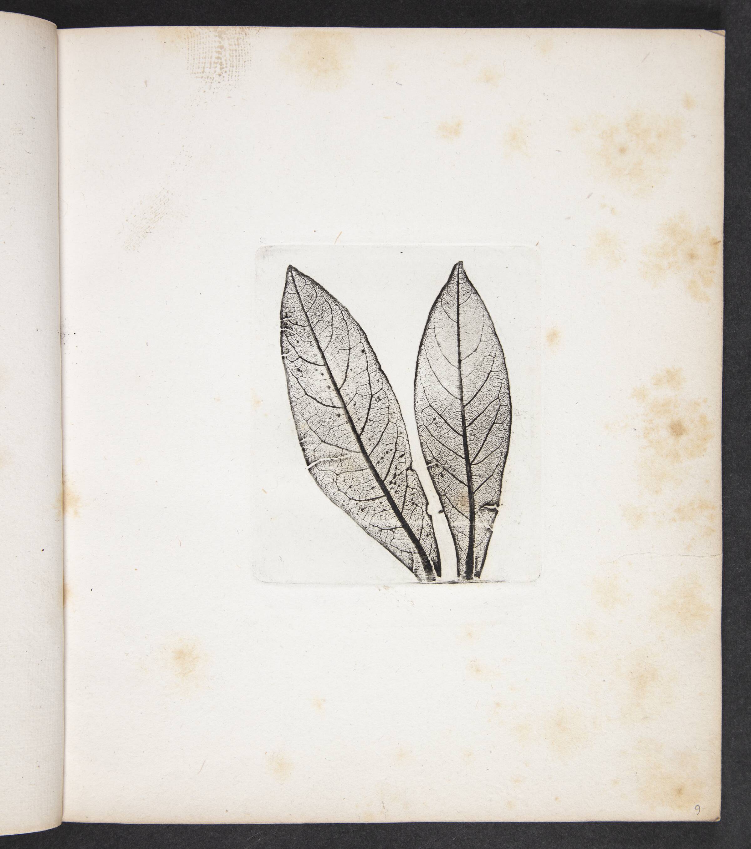 Aftryk af laurbærblade, Peter Larsen Kyhl, 1833