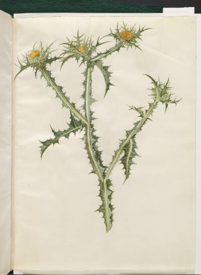 Scolymus hispanicus (spansk guldtidsel)