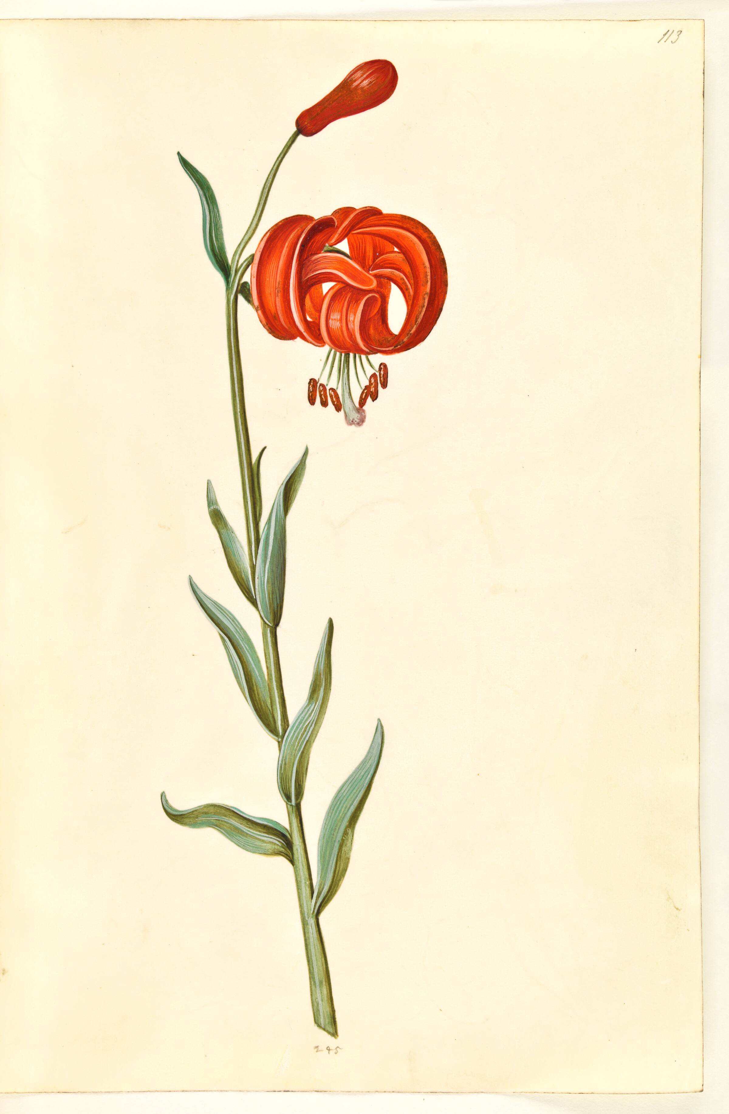 Lilium chalcedonicum (rød turbanlilje), Hans Simon Holtzbecker, 1635-1664
