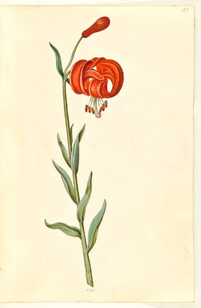 Lilium chalcedonicum (rød turbanlilje)