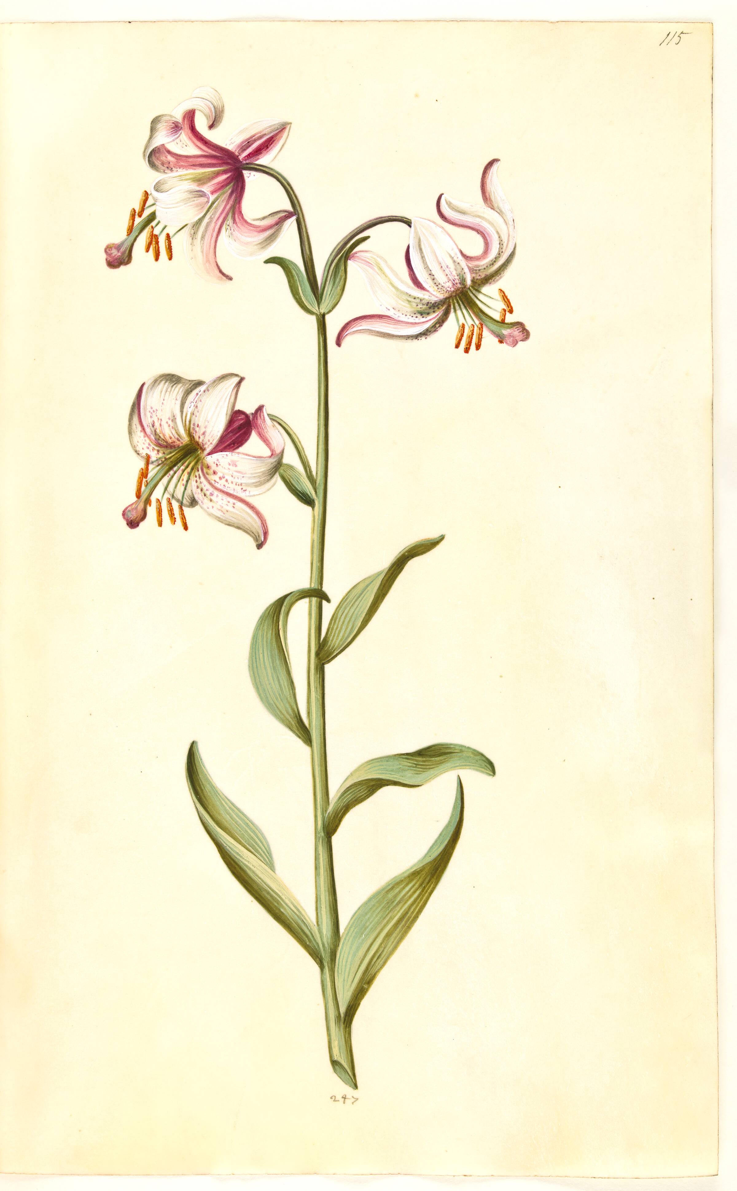 Lilium martagon (krans-lilje), Hans Simon Holtzbecker, 1635-1664