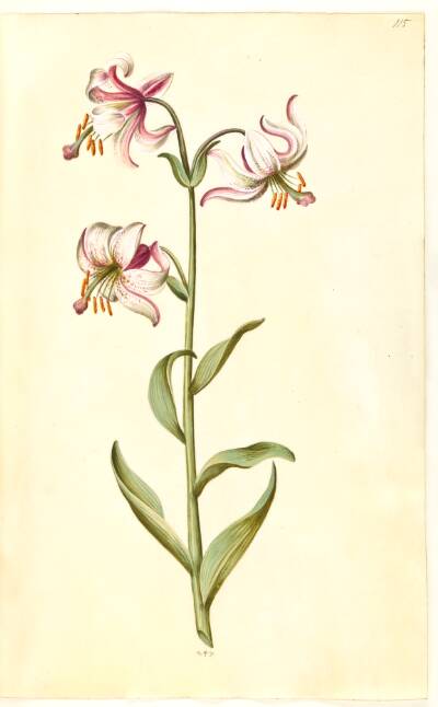 Lilium martagon (krans-lilje)