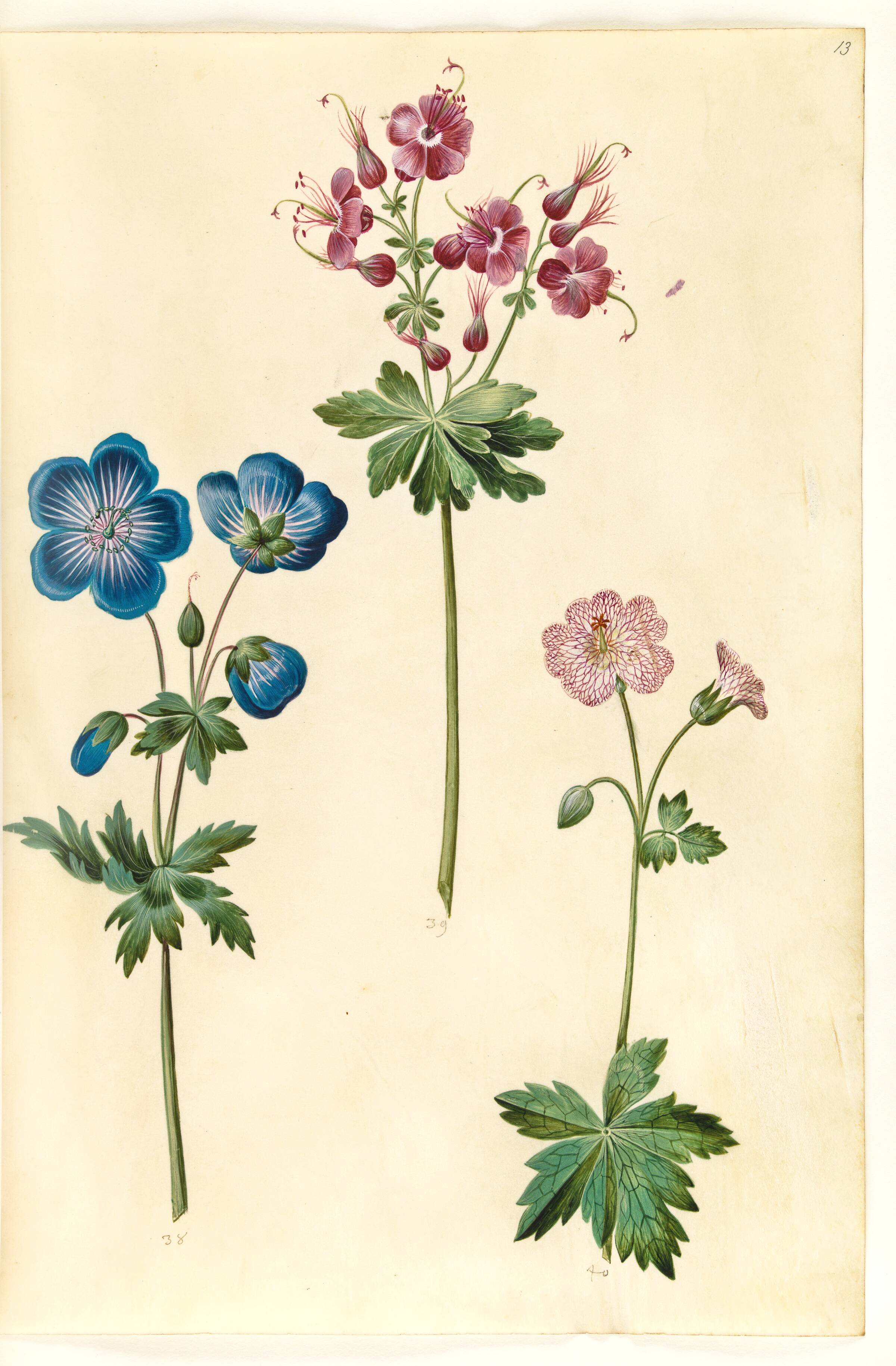 Geranium pratense (eng-storkenæb); Geranium phaeum (bølgekronet storkenæb); Geranium versicolor (net-storkenæb), Hans Simon Holtzbecker, 1635-1664