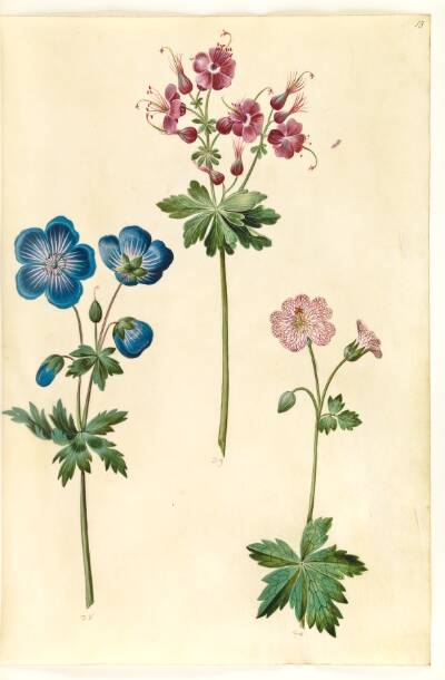 Geranium pratense (eng-storkenæb); Geranium phaeum (bølgekronet storkenæb); Geranium versicolor (net-storkenæb)