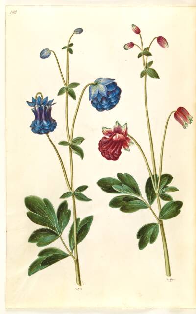 Aquilegia vulgaris (almindelig akeleje)