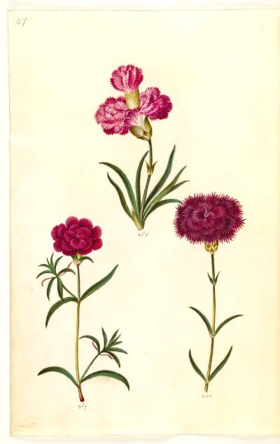 Dianthus caryophyllus (have-nellike)