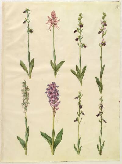 Ophrys apifera eller Ophrys sphegodes (bi-flueblomst eller tidlig flueblomst); "Orchis simia" (fantasiblomst); Ophrys apifera (bi-flueblomst); Orchis (gøgeurt); Orchis militaris (ridder-gøgeurt); Ophrys insectifera (almindelig flueblomst)