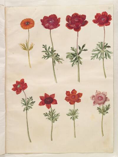 Anemone ×fulgens (skinnende anemone); Anemone coronaria (fransk anemone)