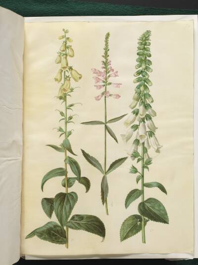 Digitalis grandiflora (storblomstret fingerbøl); Physostegia virginiana (drejeblomst); Digitalis purpurea (almindelig fingerbøl)