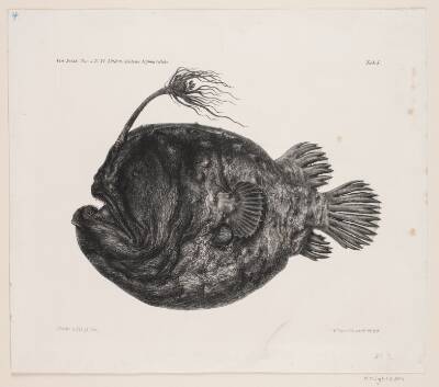 Naturhistorisk tegning