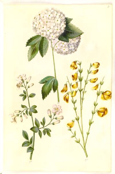 Viburnum opulus (almindelig snebolle); Jasminum officinale (læge-jasmin); Cytisus scoparius (almindelig gyvel)