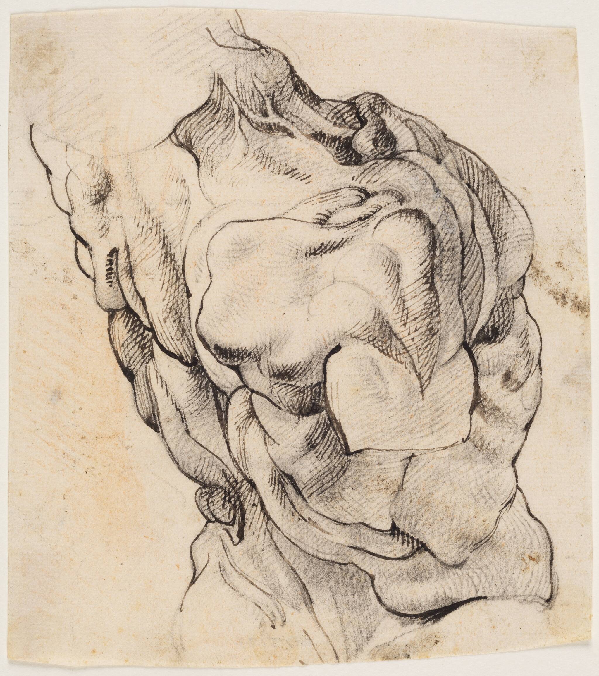 Anatomisk studie (écorché). En flået mands torso, set bagfra, halvt højredrejet