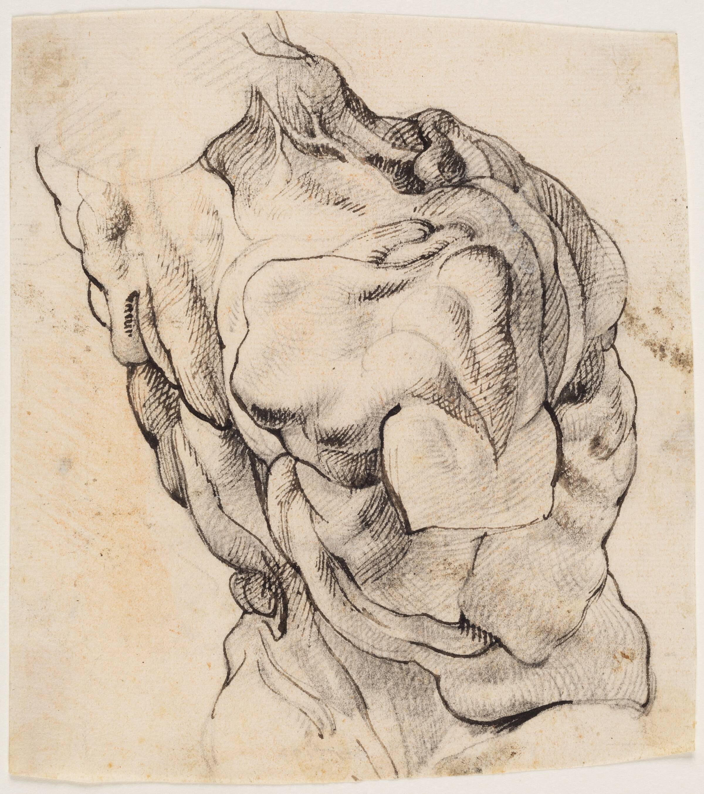 Anatomisk studie (écorché). En flået mands torso, set bagfra, halvt højredrejet, Willem Panneels, 1628-1630