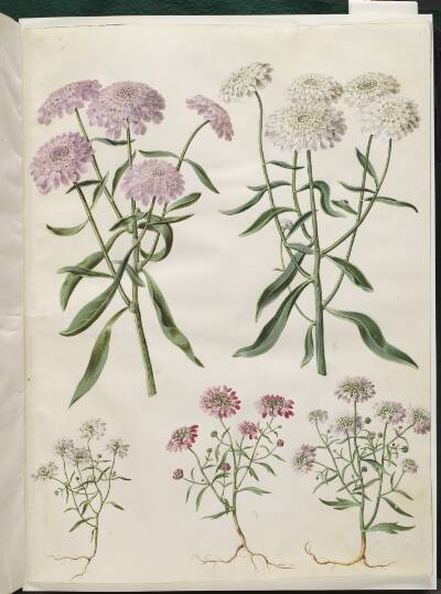 Iberis umbellata (skærm-sløjfeblomst); Iberis amara (bitter sløjfeblomst)
