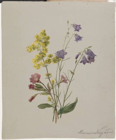 Dueurt, gul snerre og klokkeblomst