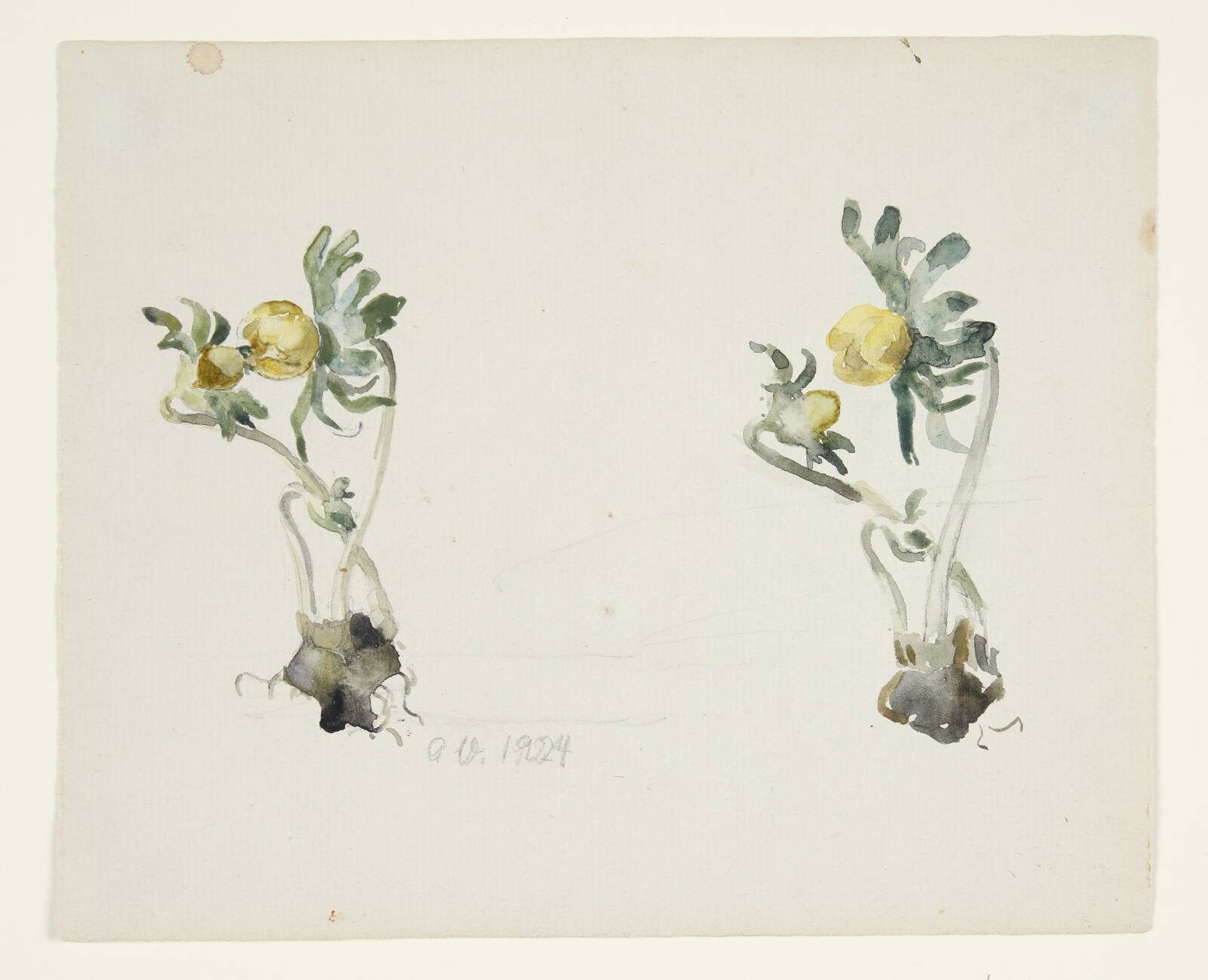 Plantestudier, Agnete Varming, 1924
