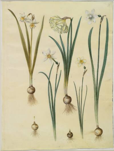 Narcissus ×medioluteus (toblomstret narcis); Narcissus pseudonarcissus; Narcissus (narcis); Narcissus poeticus (pinselilje); Narcissus ×tenuior
