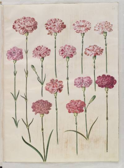 Dianthus caryophyllus (have-nellike)