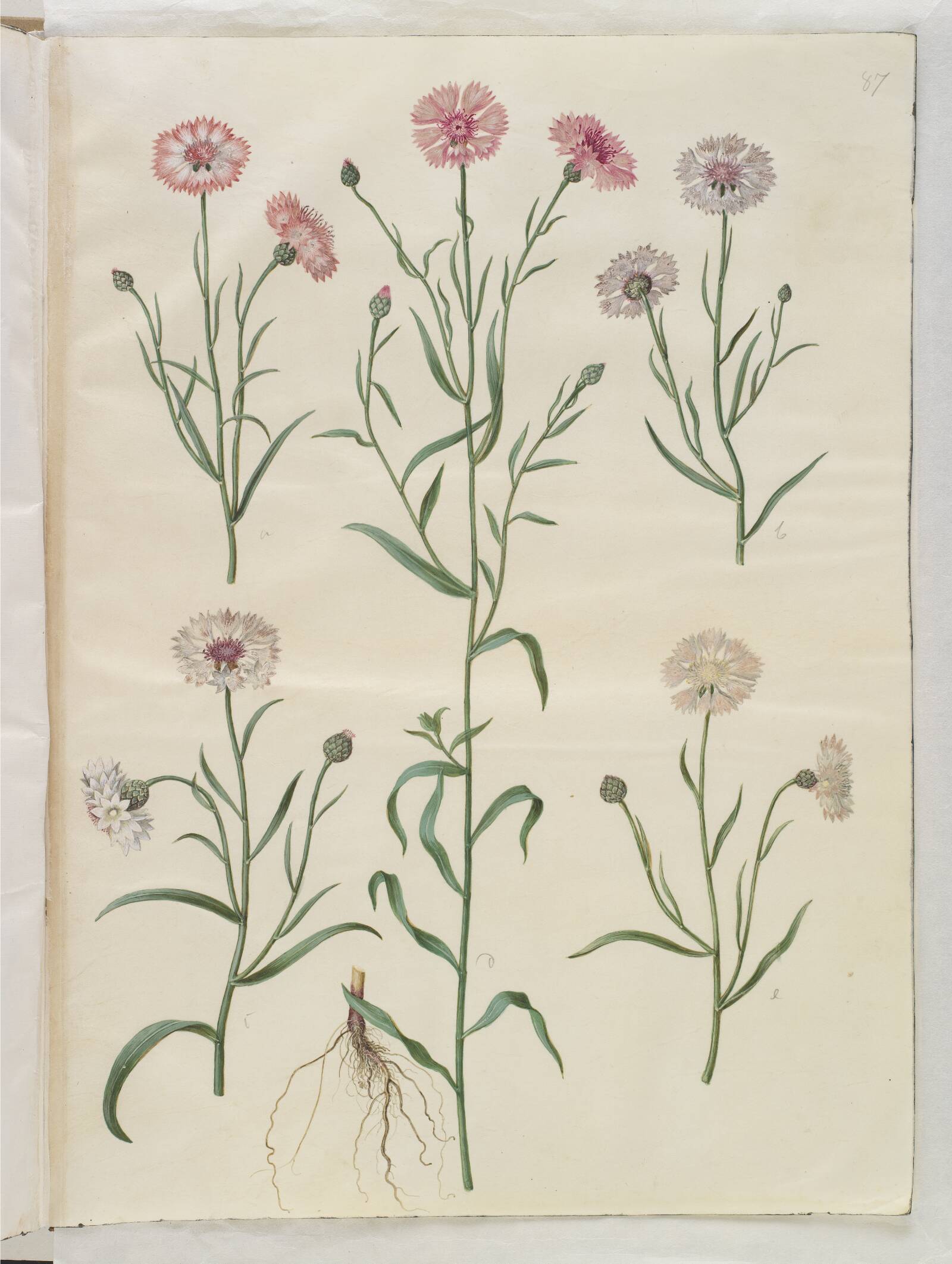 Centaurea cyanus (kornblomst), Hans Simon Holtzbecker, 1649-1659
