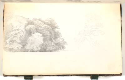 Skovtykning (skovbryn). En gren