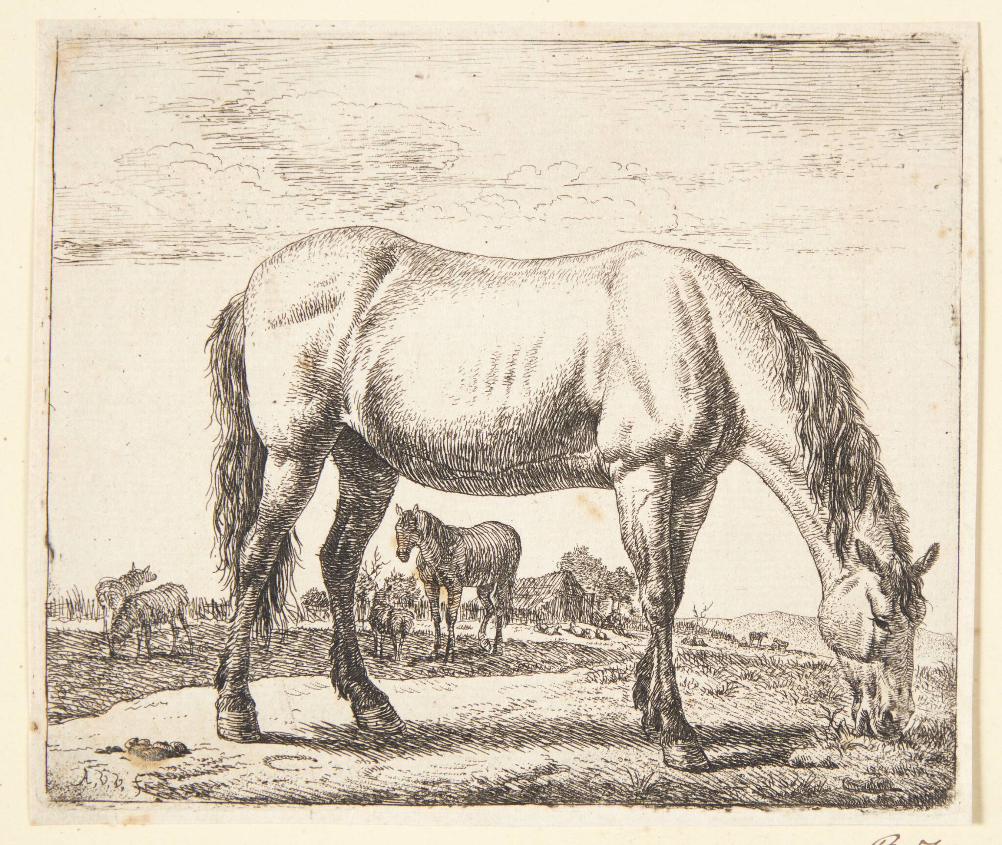 Græssende hest