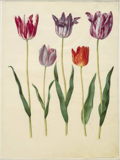 Tulipa gesneriana (have-tulipan)