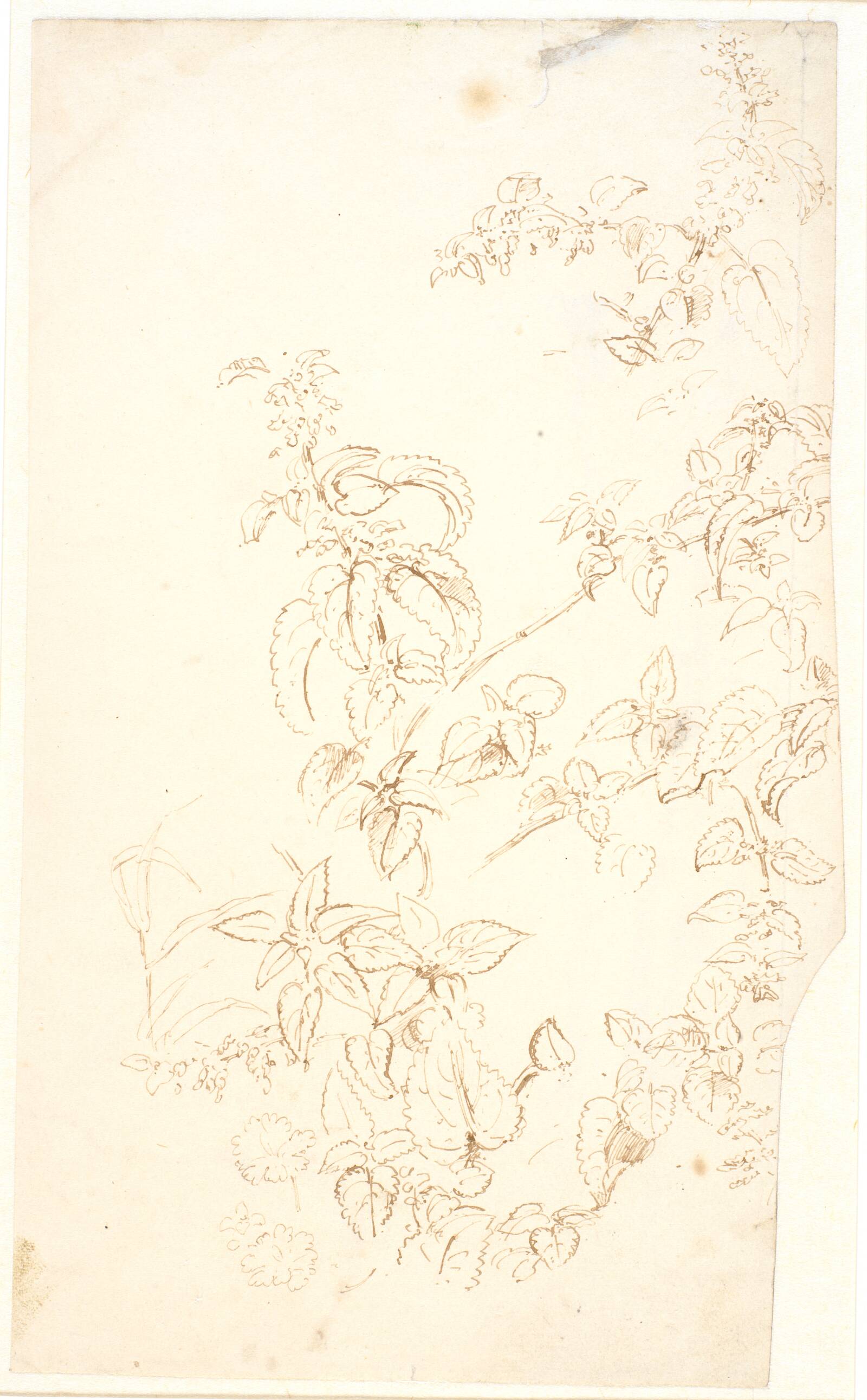 Plantestudier, Dankvart Dreyer, 1840-1849