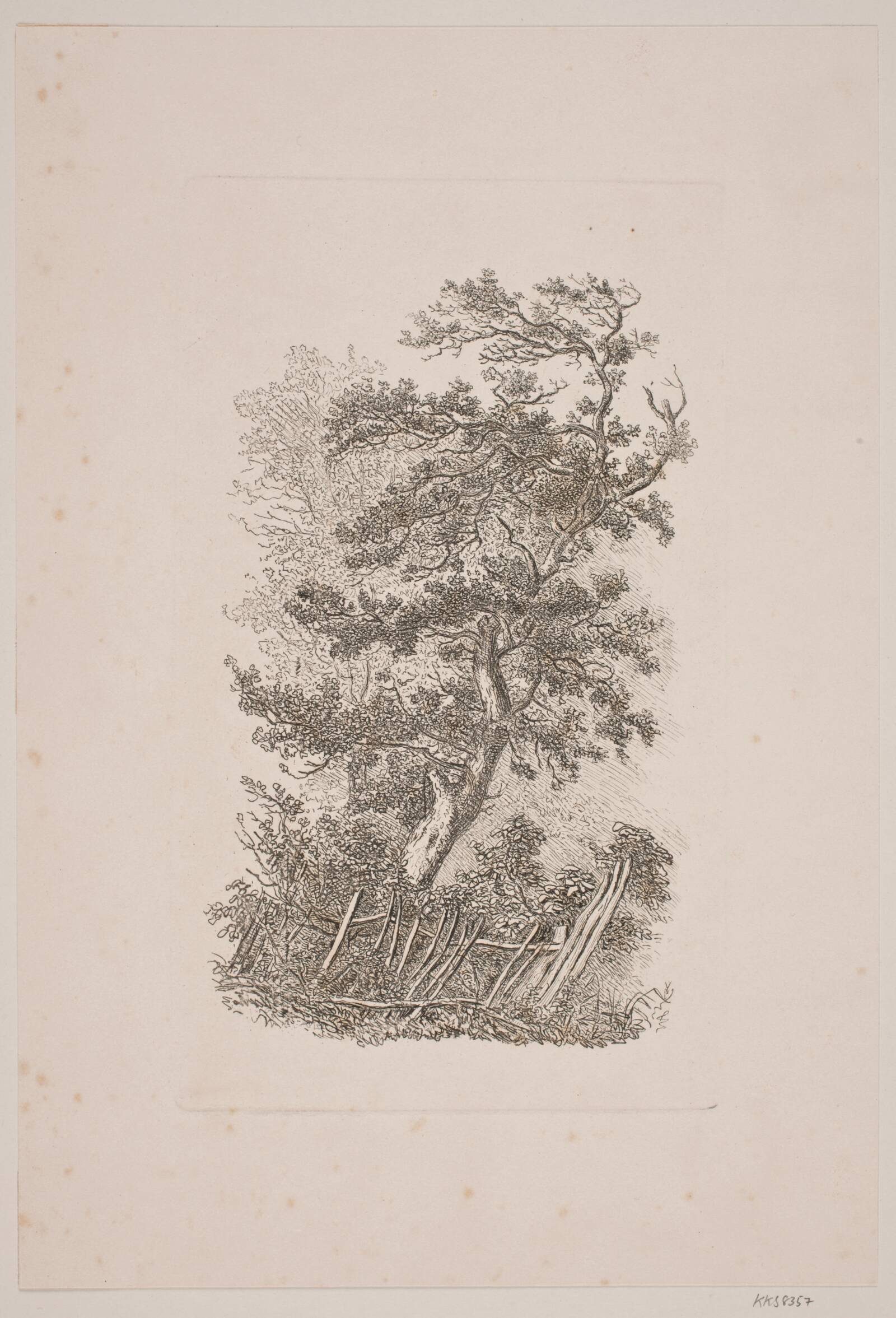 Et egetræ, J.P. Møller, 1783-1854