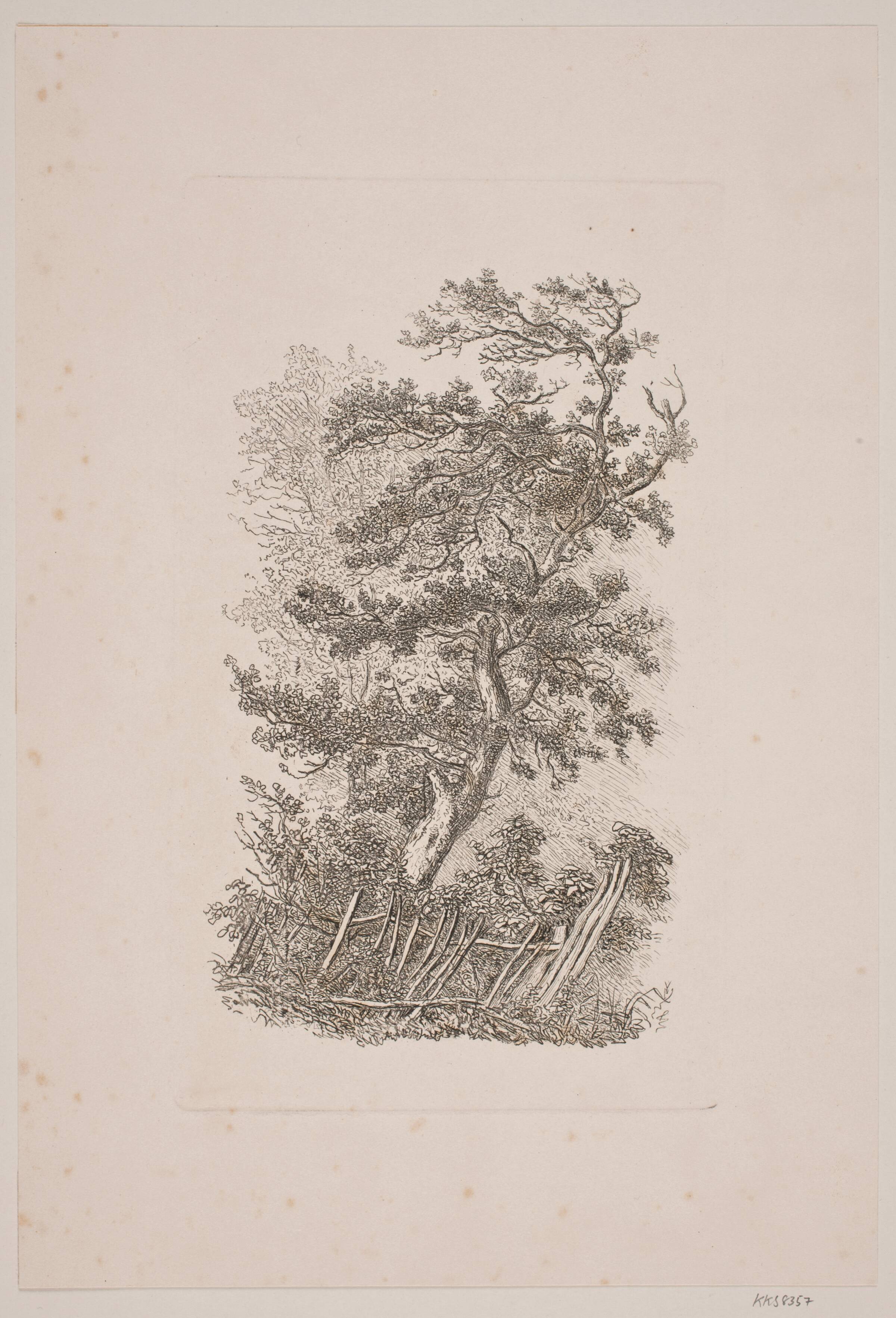 Et egetræ, J.P. Møller, 1783-1854