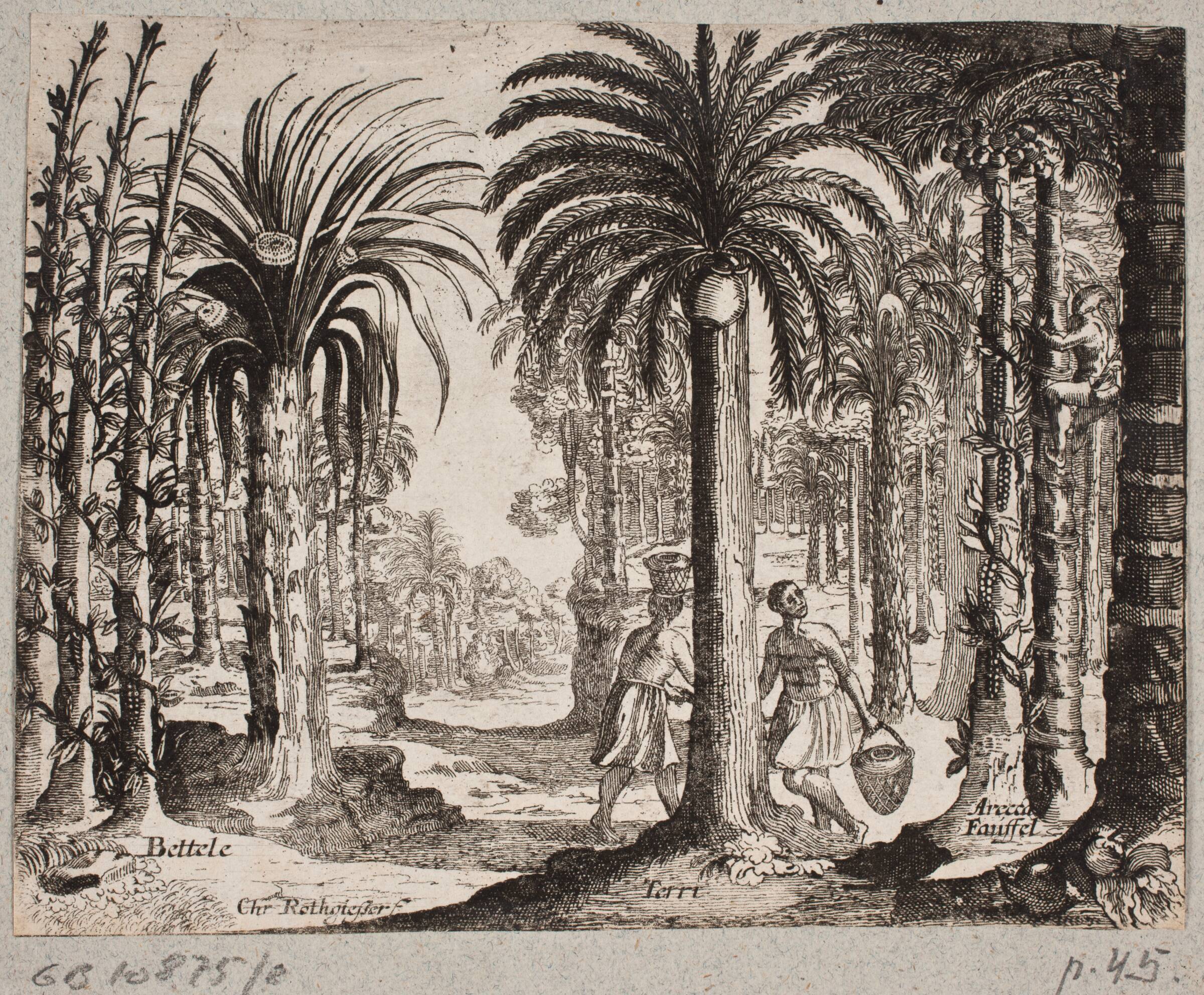 Palmelund med betelpalmer, Christian Rothgiesser, 1668