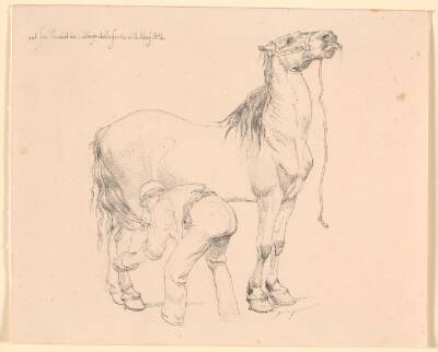 En hest strigles