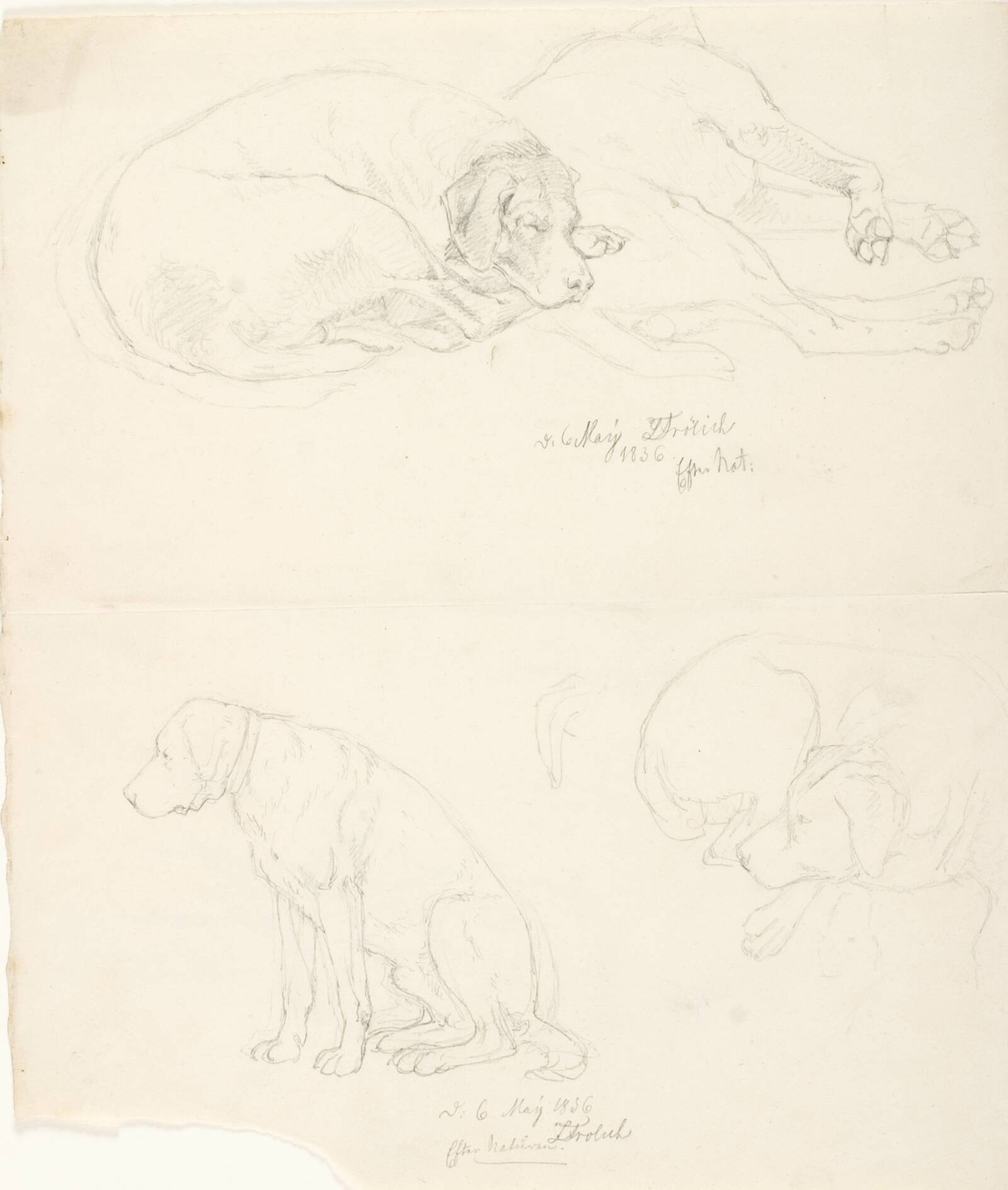 Studier af hunde, Lorenz Frølich, 1836