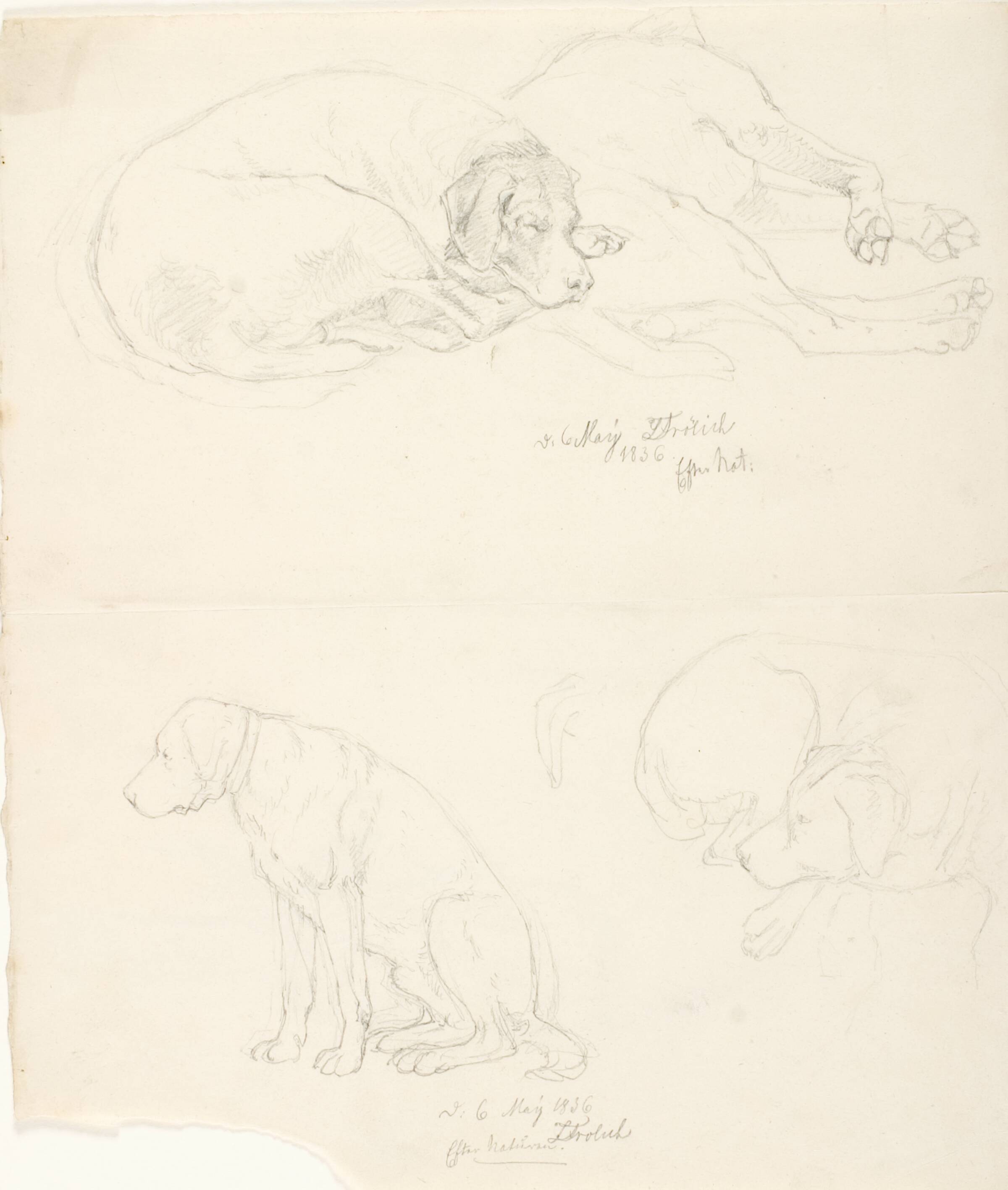 Studier af hunde, Lorenz Frølich, 1836