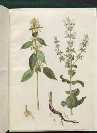 Galeopsis speciosa (hamp-hanekro); Salvia sclarea (broget salvie)