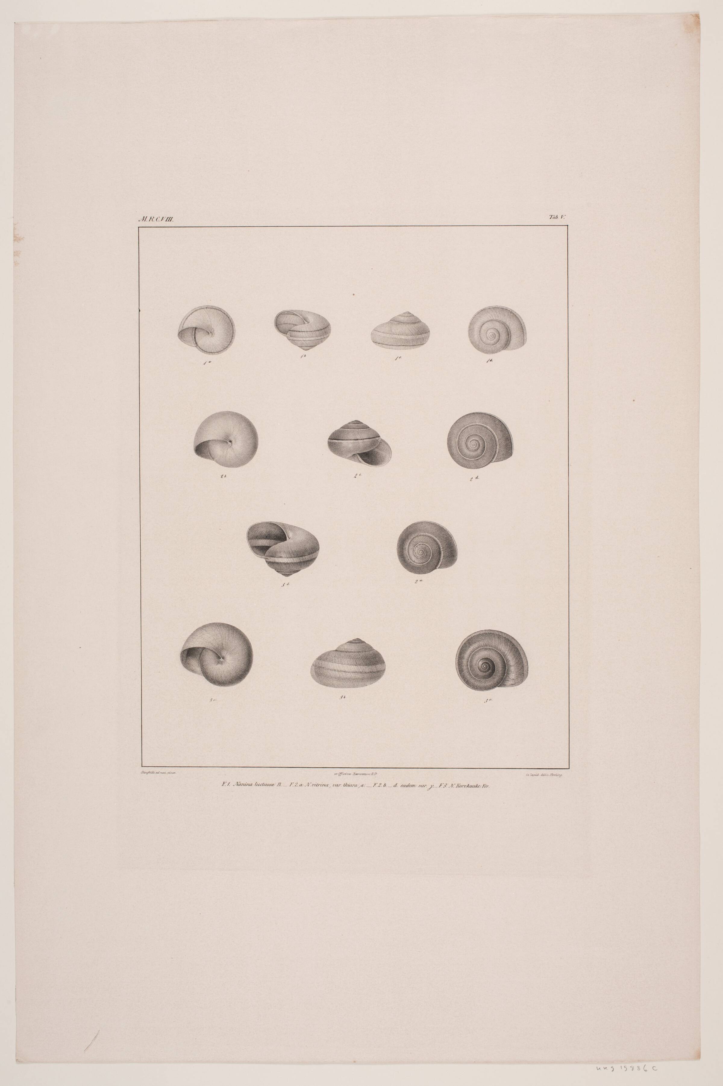 Christian VIII´s konkyliesamling, tavle V, Edvard Fortling, 1837
