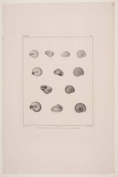 Christian VIII´s konkyliesamling, tavle V