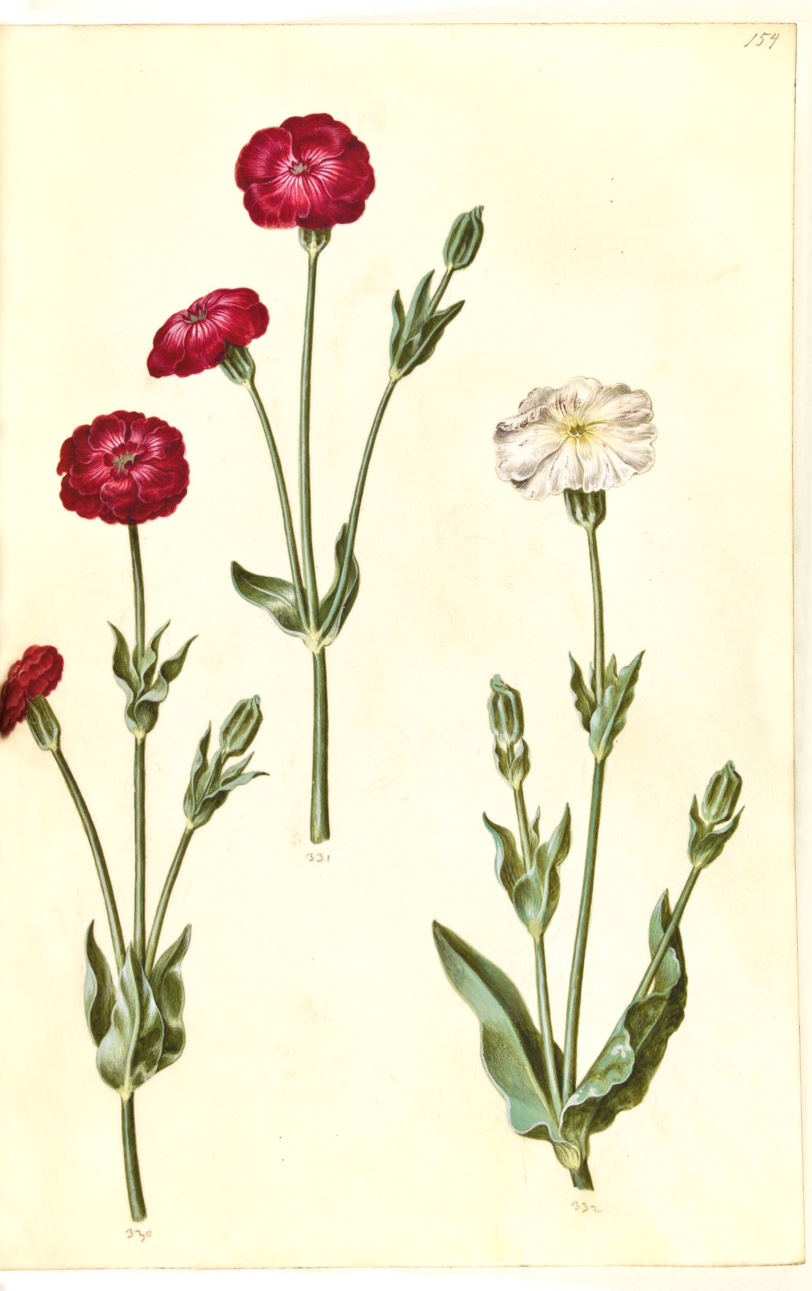 Silene coronaria (krone-limurt), Hans Simon Holtzbecker, 1635-1664