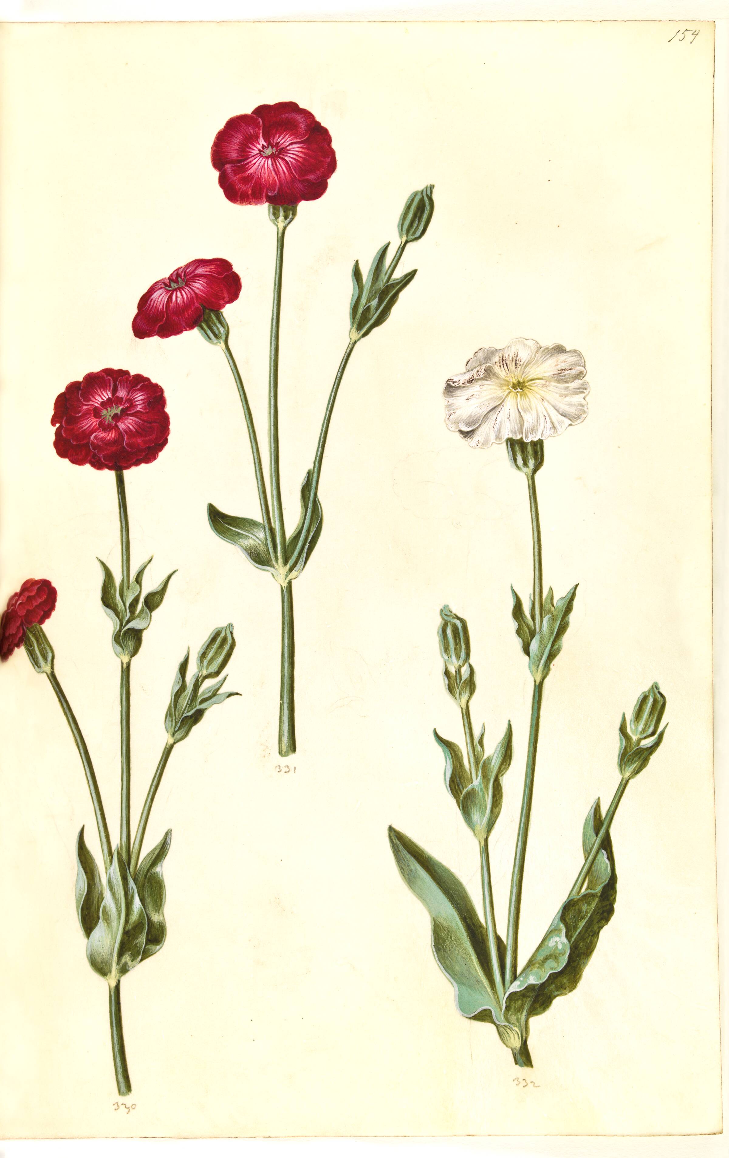 Silene coronaria (krone-limurt), Hans Simon Holtzbecker, 1635-1664