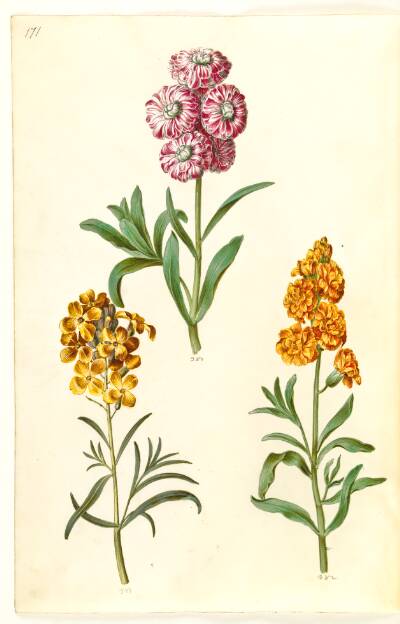Matthiola incana (vinter-levkøj); Erysimum cheiri (gyldenlak)