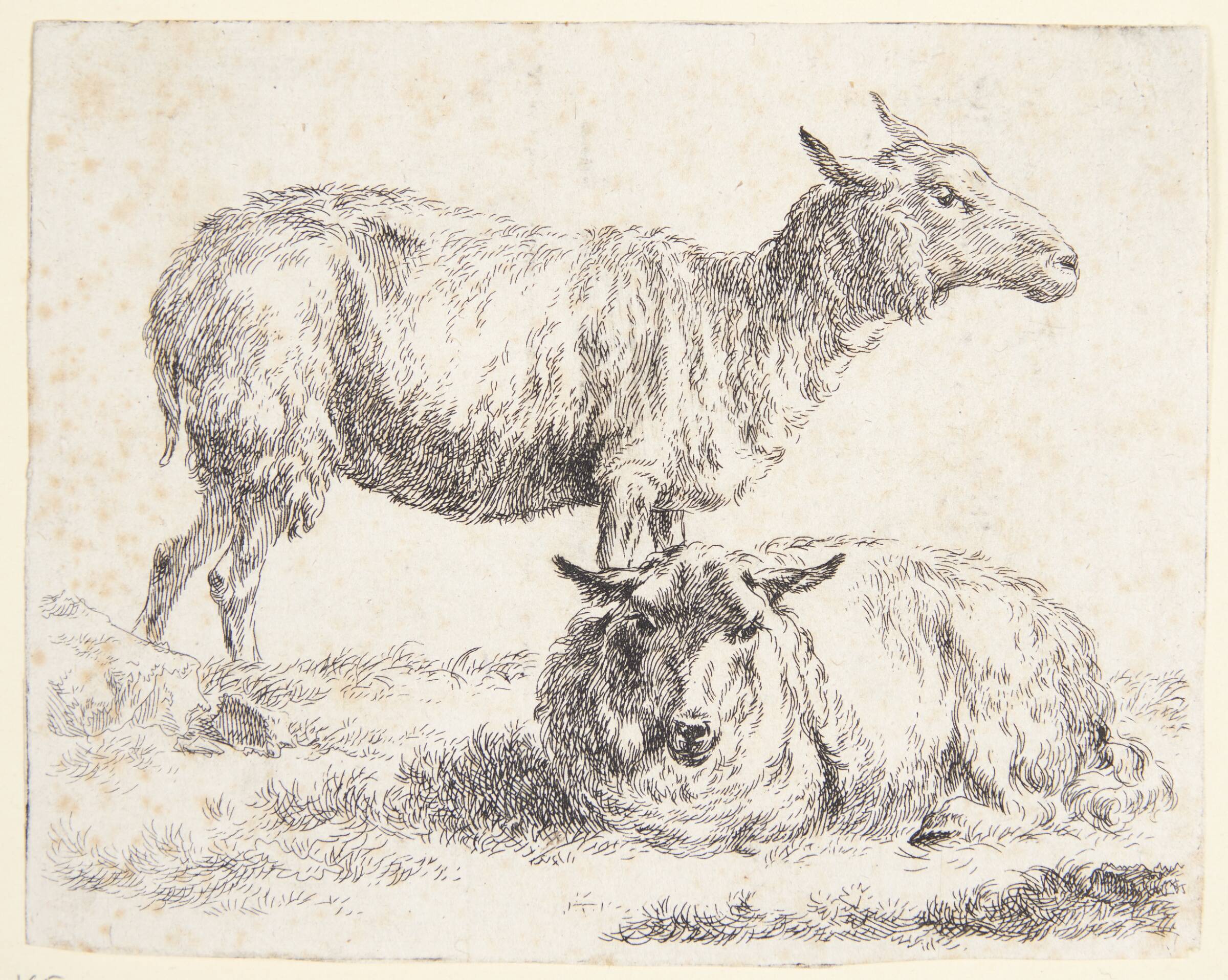 Et stående og et liggende får, Nicolaes Berchem, 1620-1683