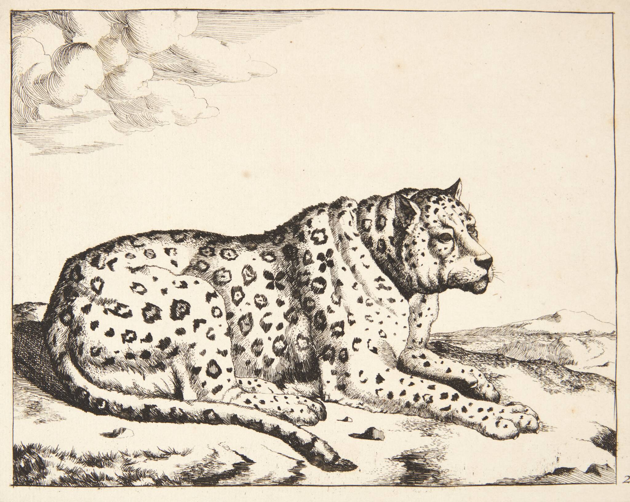 Liggende leopard, vendt mod højre