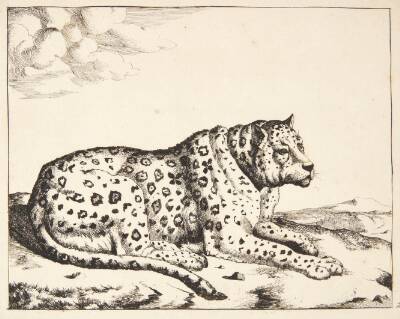 Liggende leopard, vendt mod højre