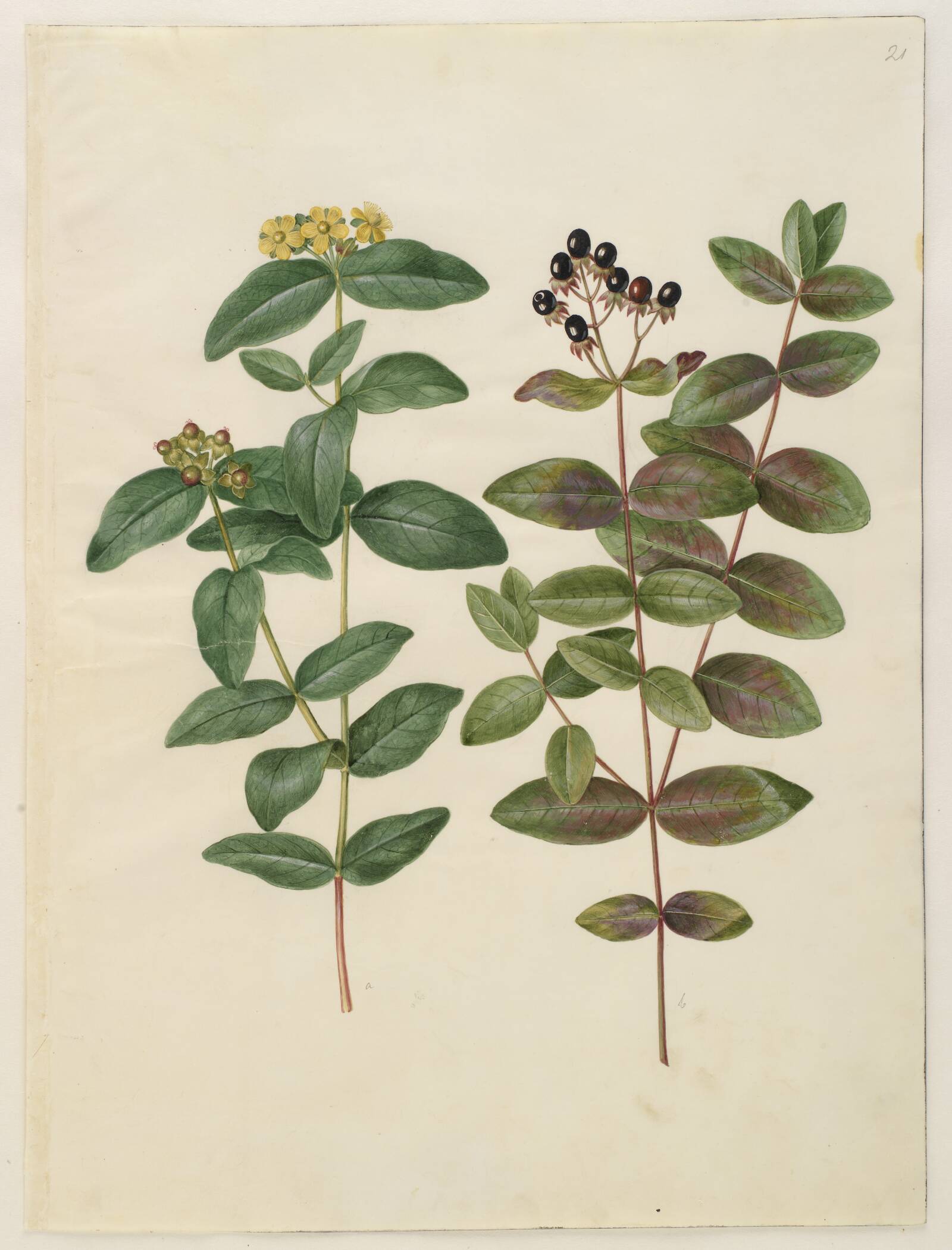 Hypericum androsaemum (bær-perikon), Hans Simon Holtzbecker, 1649-1659