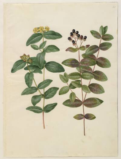 Hypericum androsaemum (bær-perikon)